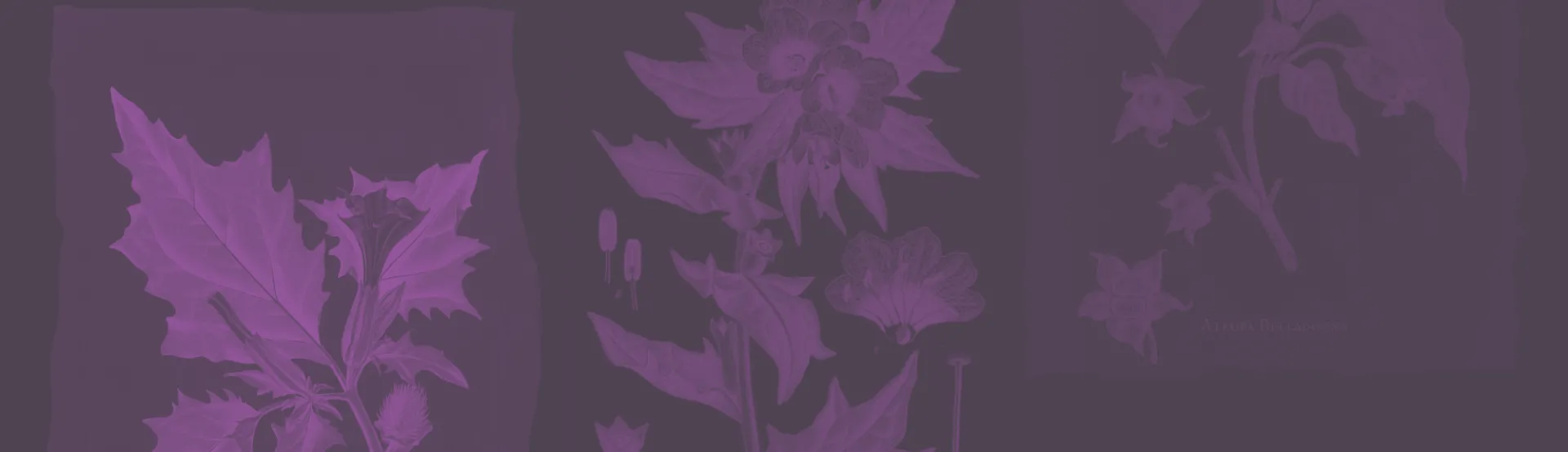Promotional graphic with purple toned leaves
